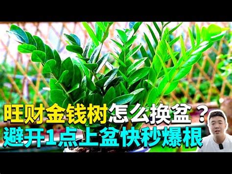 發錢樹|【風水學】10大金錢樹禁忌+招財又擋煞的5個擺放位置